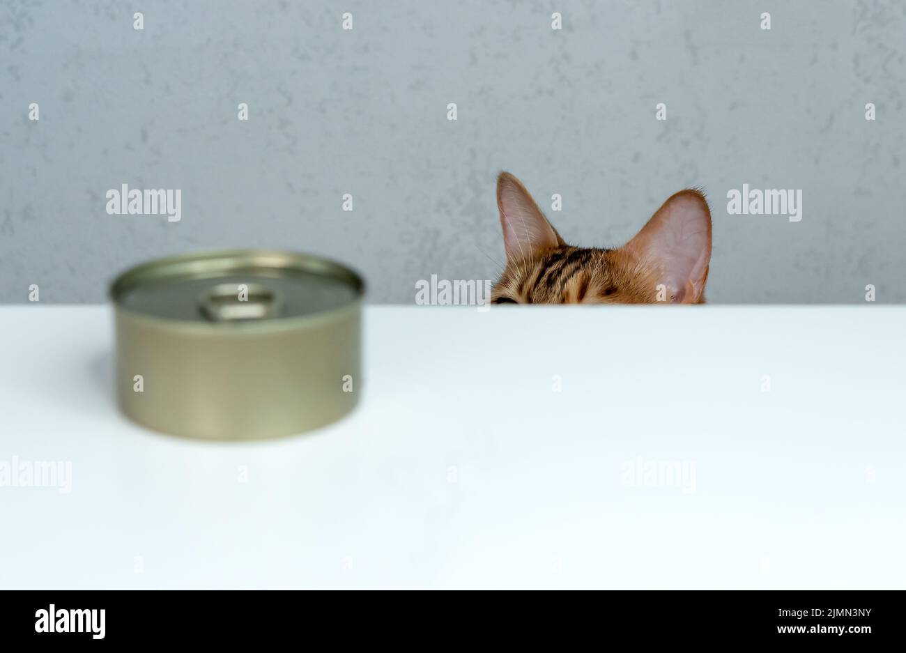 Bengal cat tries to steal wet food from the table Stock Photo Alamy