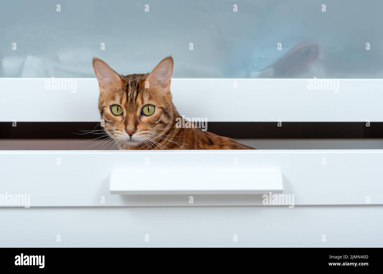 Bengal cat sitting in a chest of drawers Stock Photo