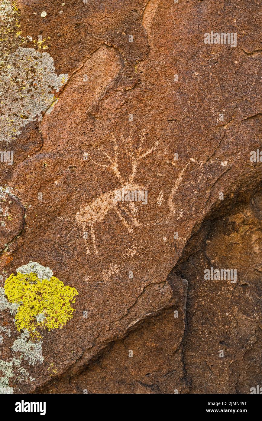 Deer petroglyphs at tuff outcrop, Mt Irish Archaeological District, Western Locus, Basin and Range National Monument, Nevada, USA Stock Photo