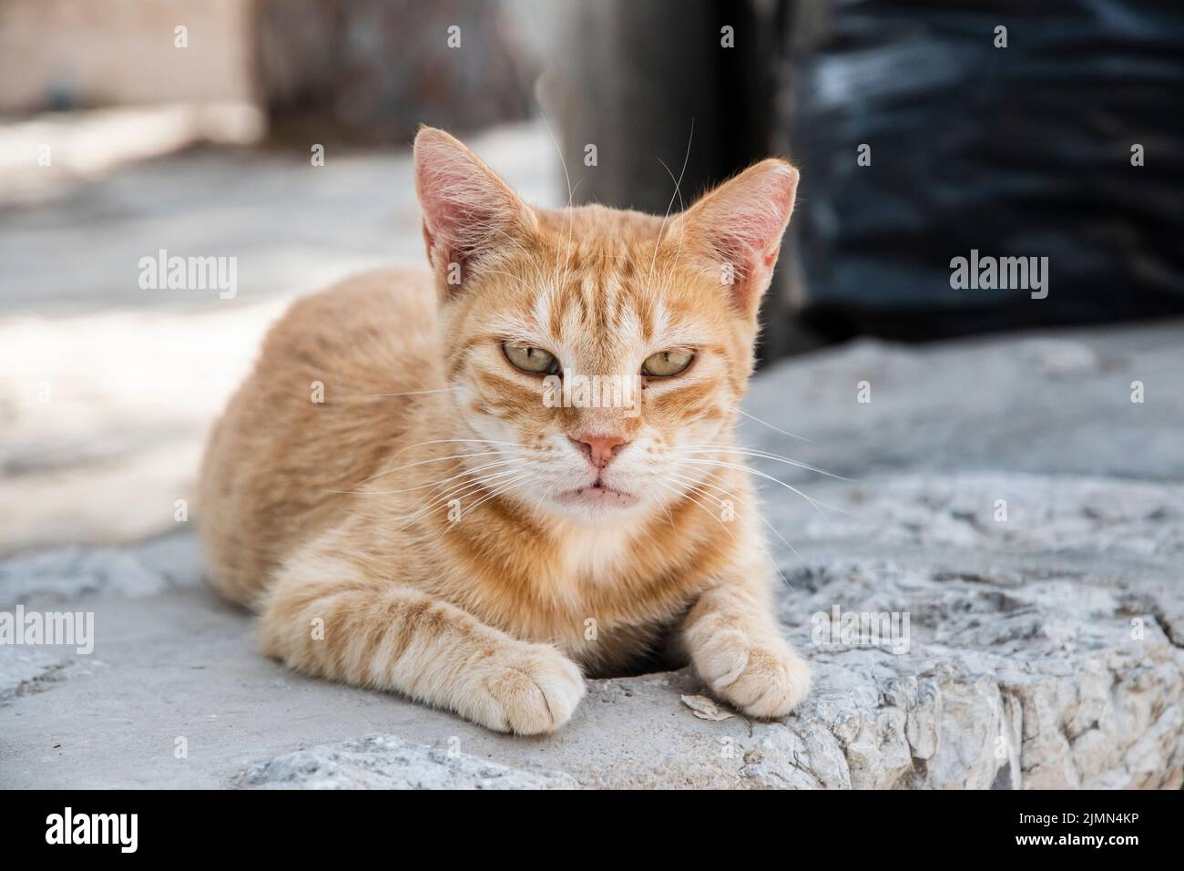 Orange tabby cat lying on street slabs closeup Stock Photo - Alamy