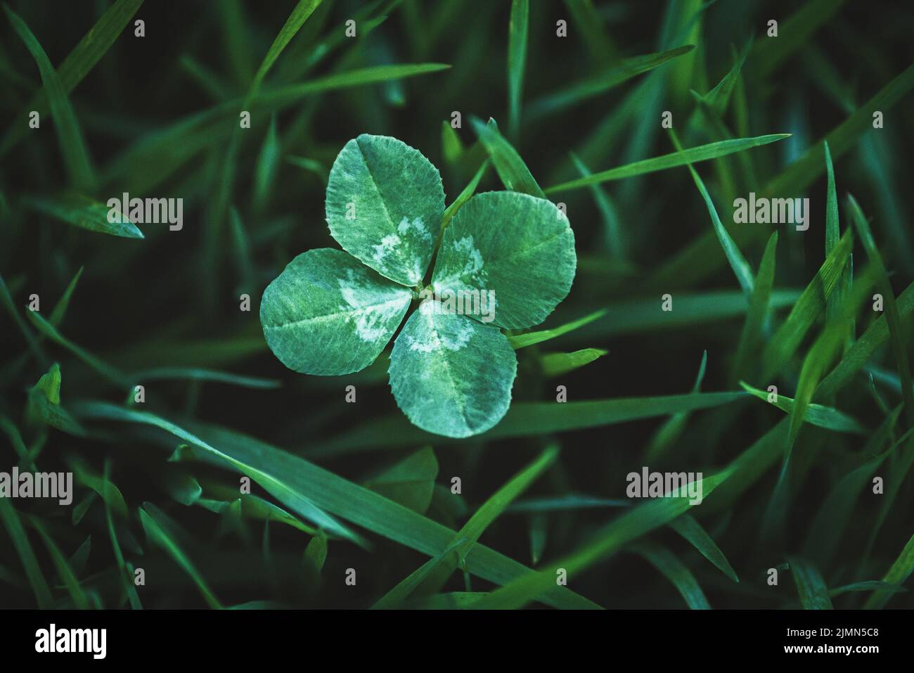 Four leaf clover growing in green grass, lucky charm and good luck