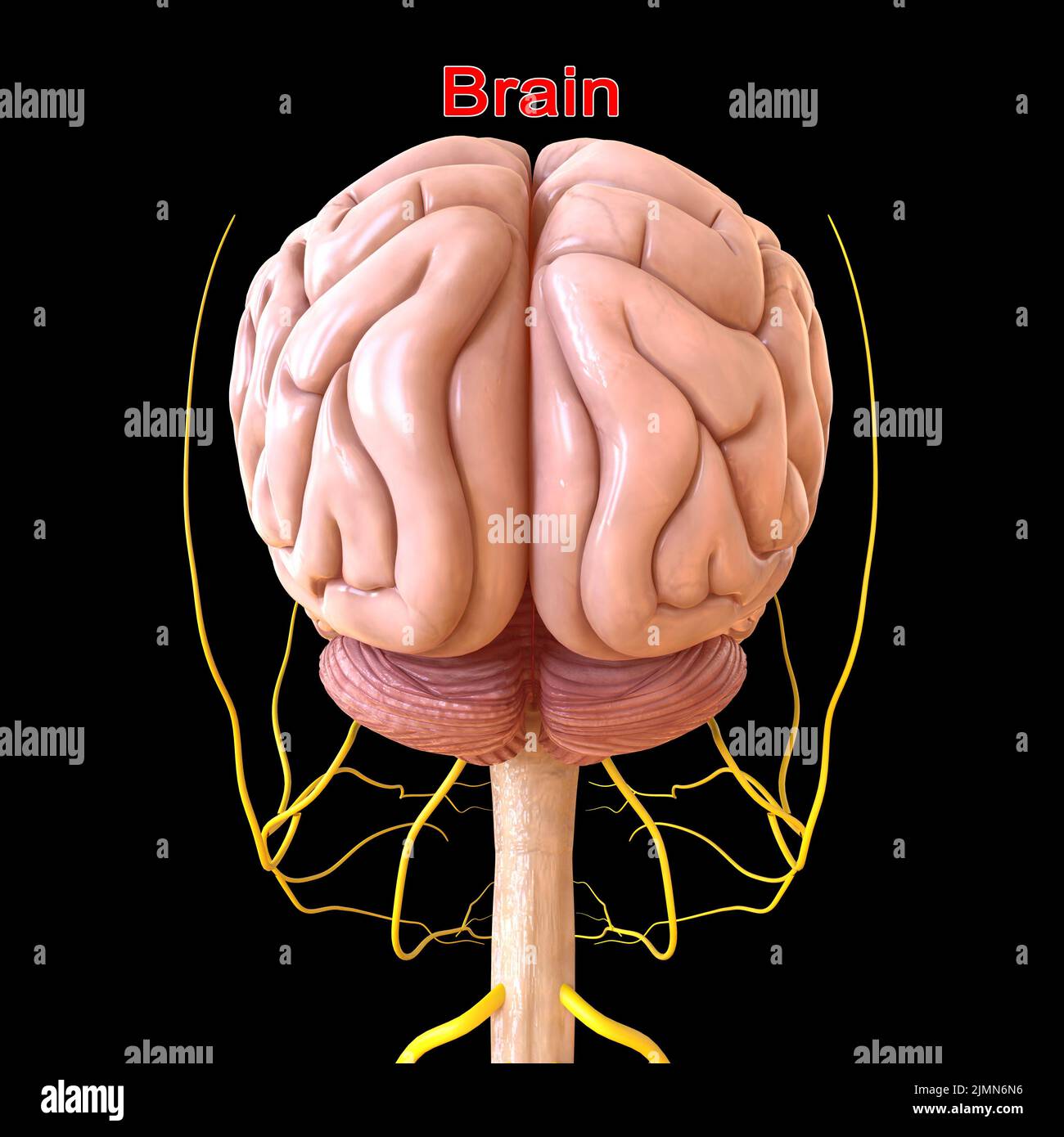 Human Brain Anatomy For Medical Concept 3D Illustration Stock Photo - Alamy
