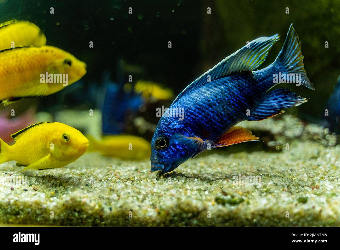 Aulonocara nyassae fish known as the emperor cichlid eating or taking off algae off gravel stone. Blue fish in dark water. Stock Photo