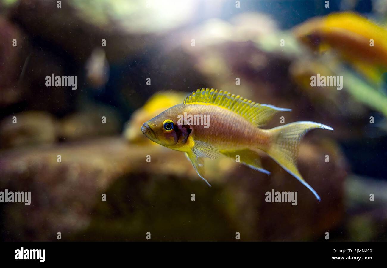 Neolamprologus pulcher fish Tropical aquarium fish swimming underwater Stock Photo