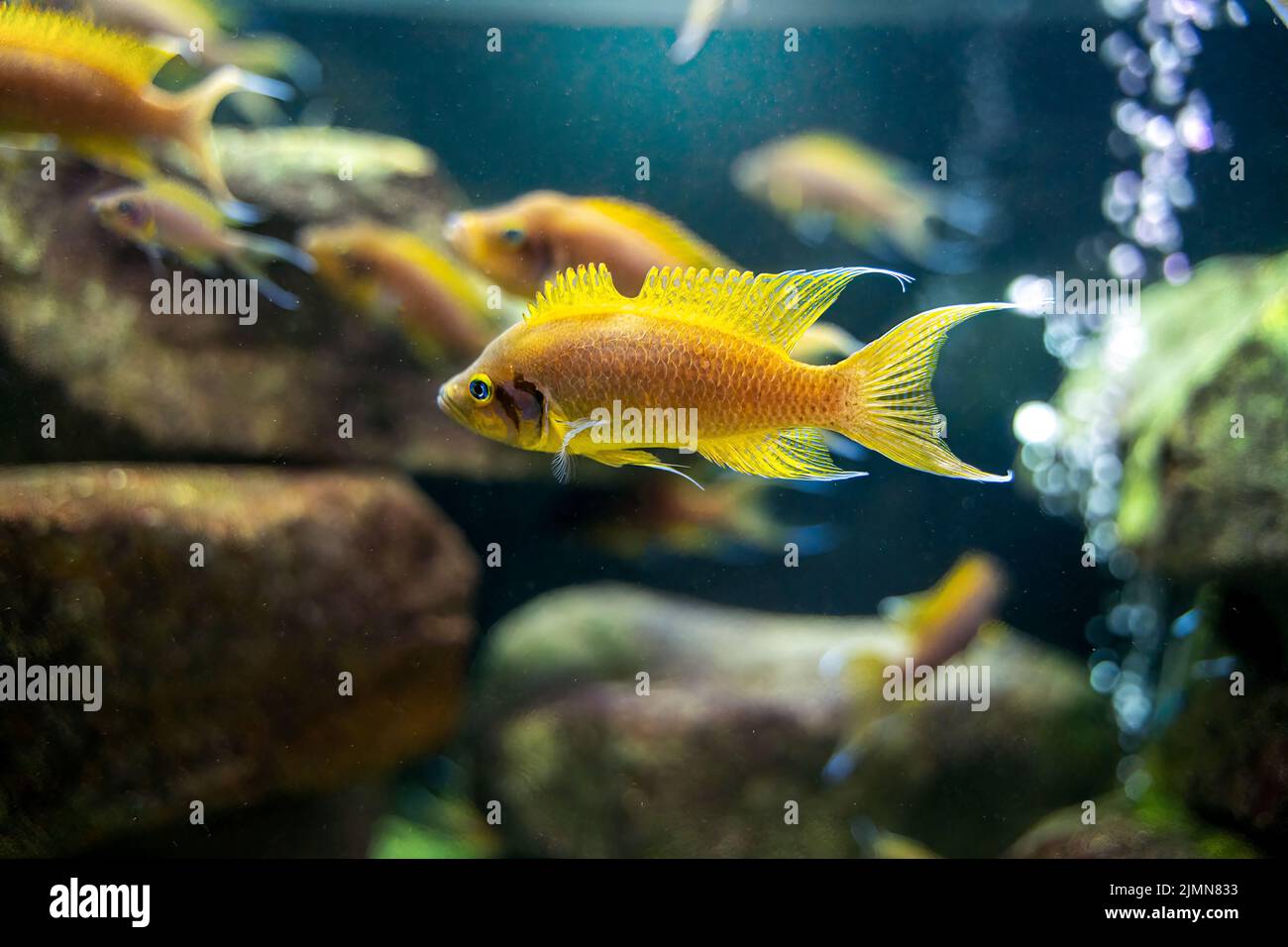 Neolamprologus pulcher fish Tropical aquarium fish swimming underwater, marine life concept Stock Photo