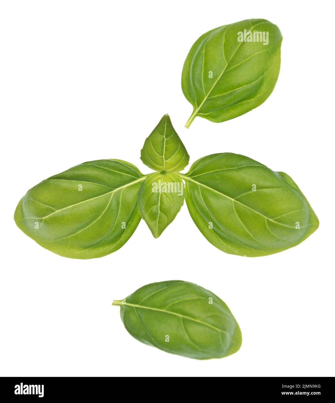 Basil on white Stock Photo