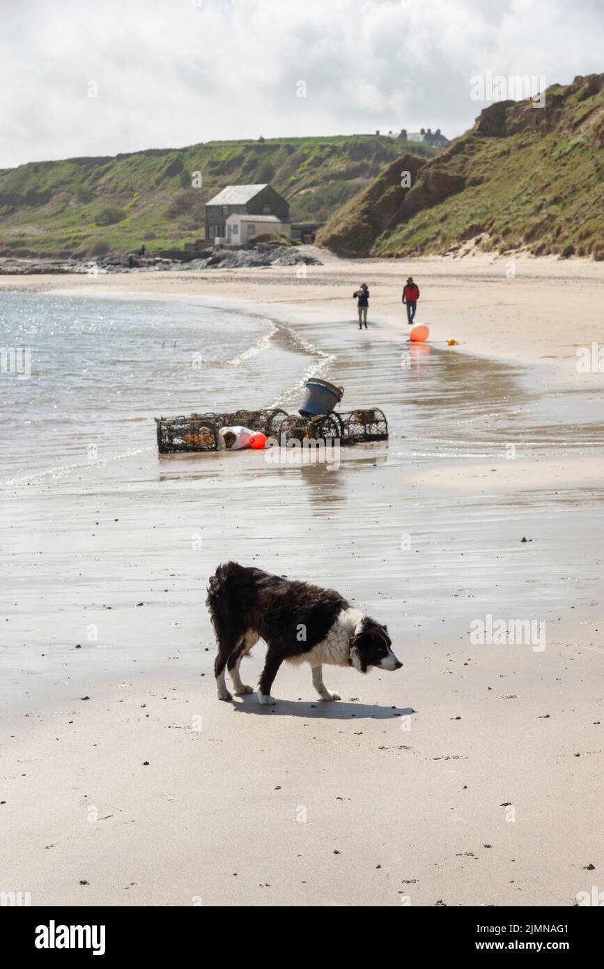 Border Collie on the beach at Porthdinllaen, Lleyn Peninsula, North Wales. Stock Photo