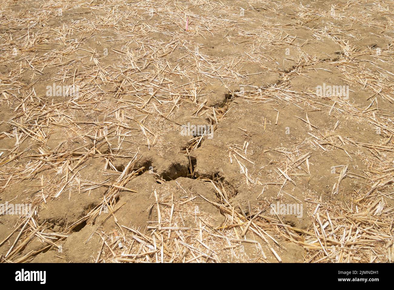 Woodchurch, Kent, UK. 7th Aug, 2022. UK Weather: Harvested fields used for parking in Woodchurch hosting the Weald of Kent Steam Rally show deep cracks in the fields through lack of rain water as the drought continues in the South East. Photo Credit: Paul Lawrenson/Alamy Live News Stock Photo