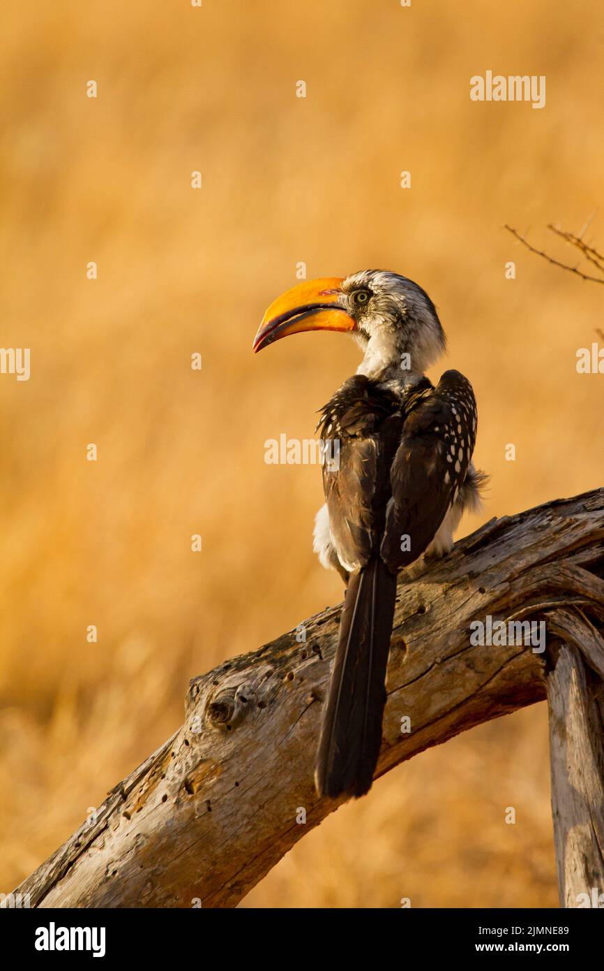 Eastern Yellow-billed Hornbill (Tockus flavirostris) perched on a dead branch Stock Photo