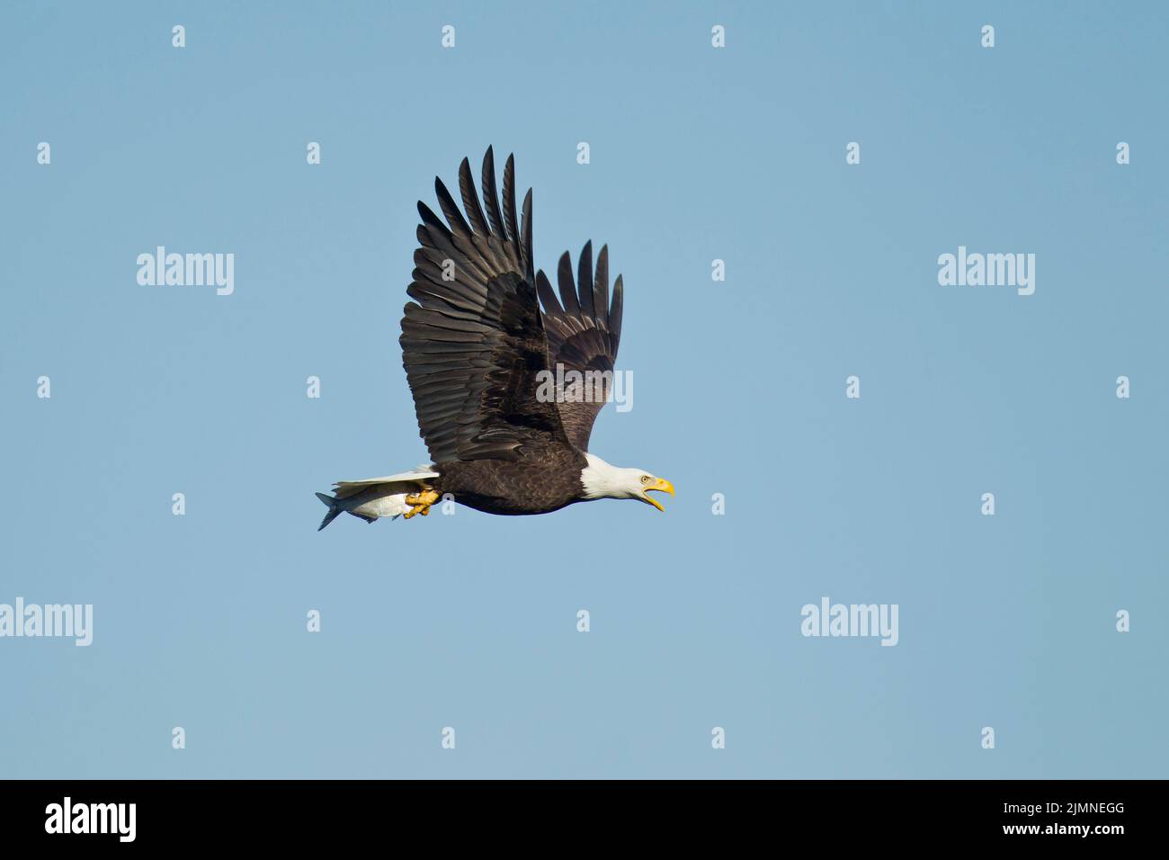 Bald Eagle (Haliaeetus leucocephalus) in flight, calling, with captured fish Stock Photo