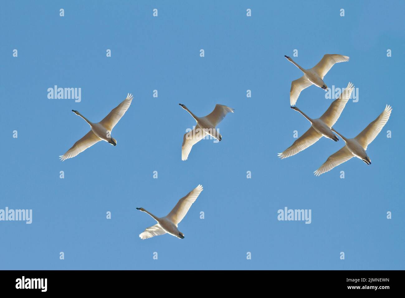 Snow Geese (Chen caerulescens) flying overhead Stock Photo Alamy
