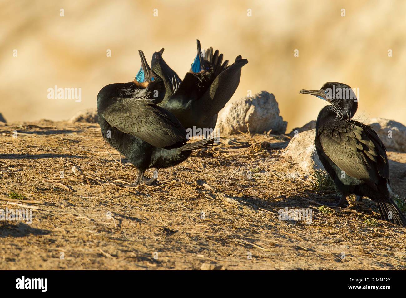 Colony of Brandt's Cormorants (Phalacrocorax penicillatus) gathered for mating and nesting purposes Stock Photo