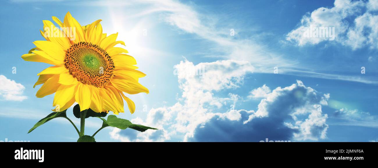 Field of blooming sunflowers on a background blue sky Stock Photo - Alamy