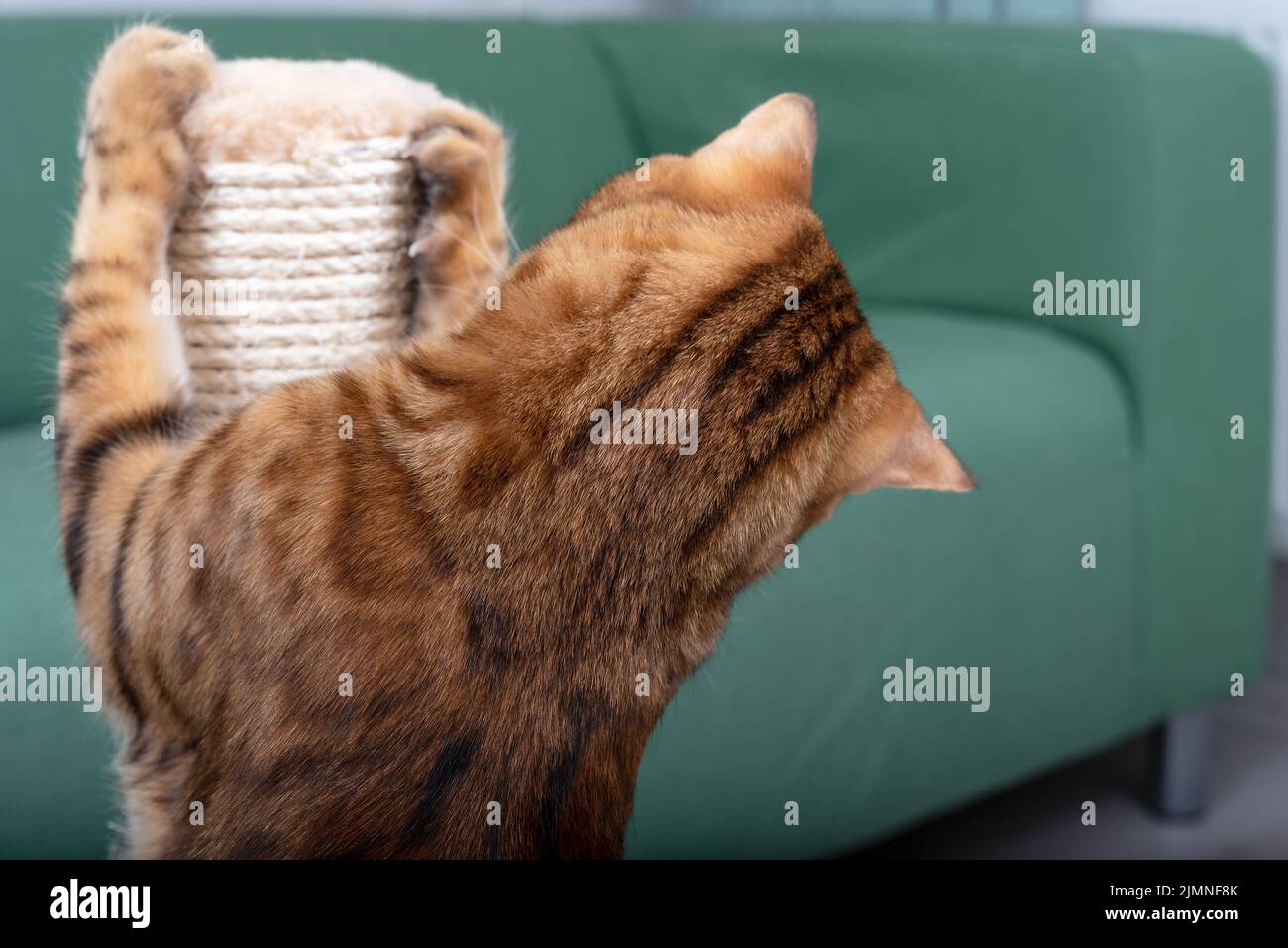 Bengal cat sharpens its claws on a scratching post Stock Photo Alamy