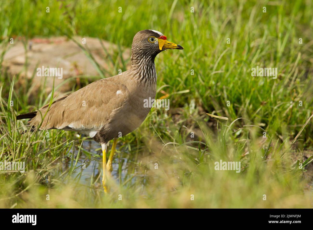 African Wattled Lapwing (Vanellus senegallus) on the ground Stock Photo