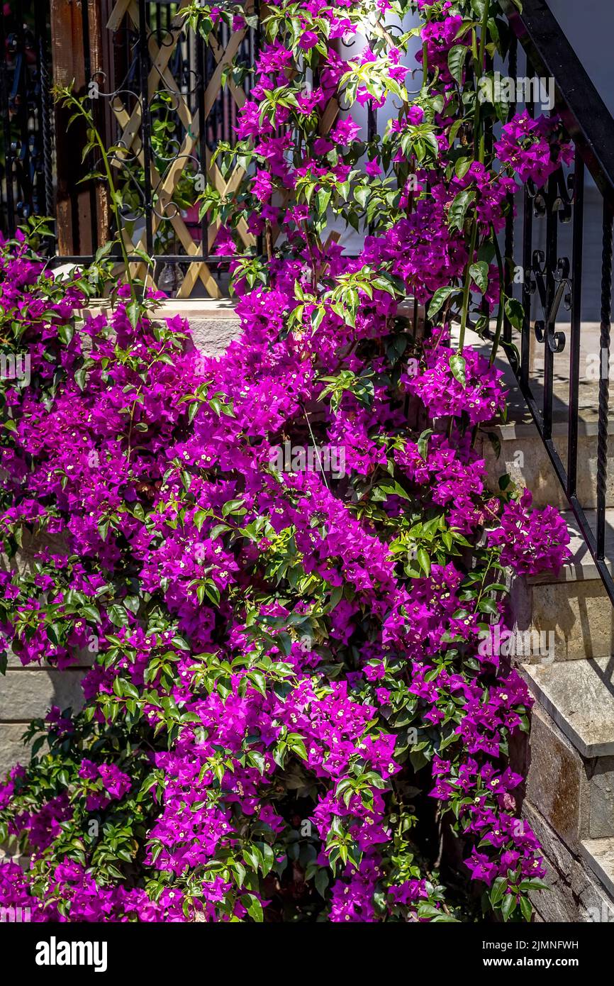 Bougainvillea fence hires stock photography and images Alamy