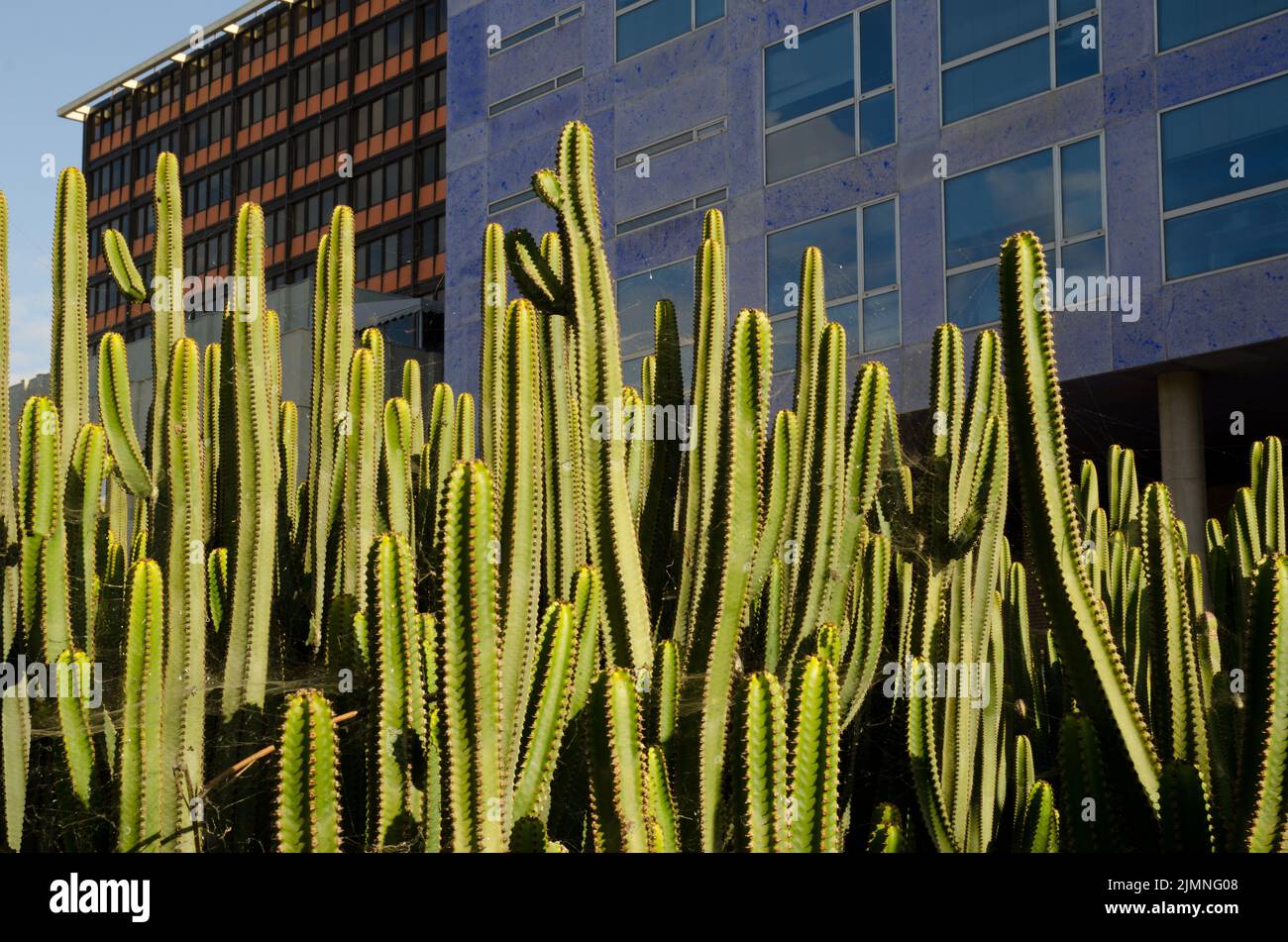 Canary Island spurge Euphorbia canariensis in a garden. Las Palmas de Gran Canaria. Gran Canaria. Canary Islands. Spain. Stock Photo