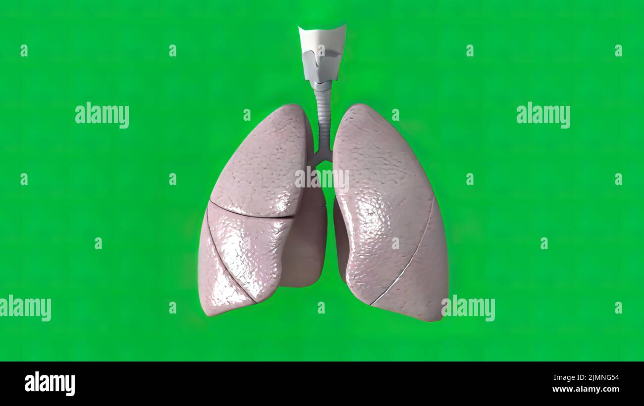 Respiratory system behind the green curtain Stock Photo Alamy