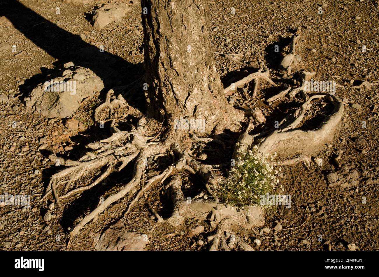Plant Lobularia canariensis between the roots of a Canary Island pine ...