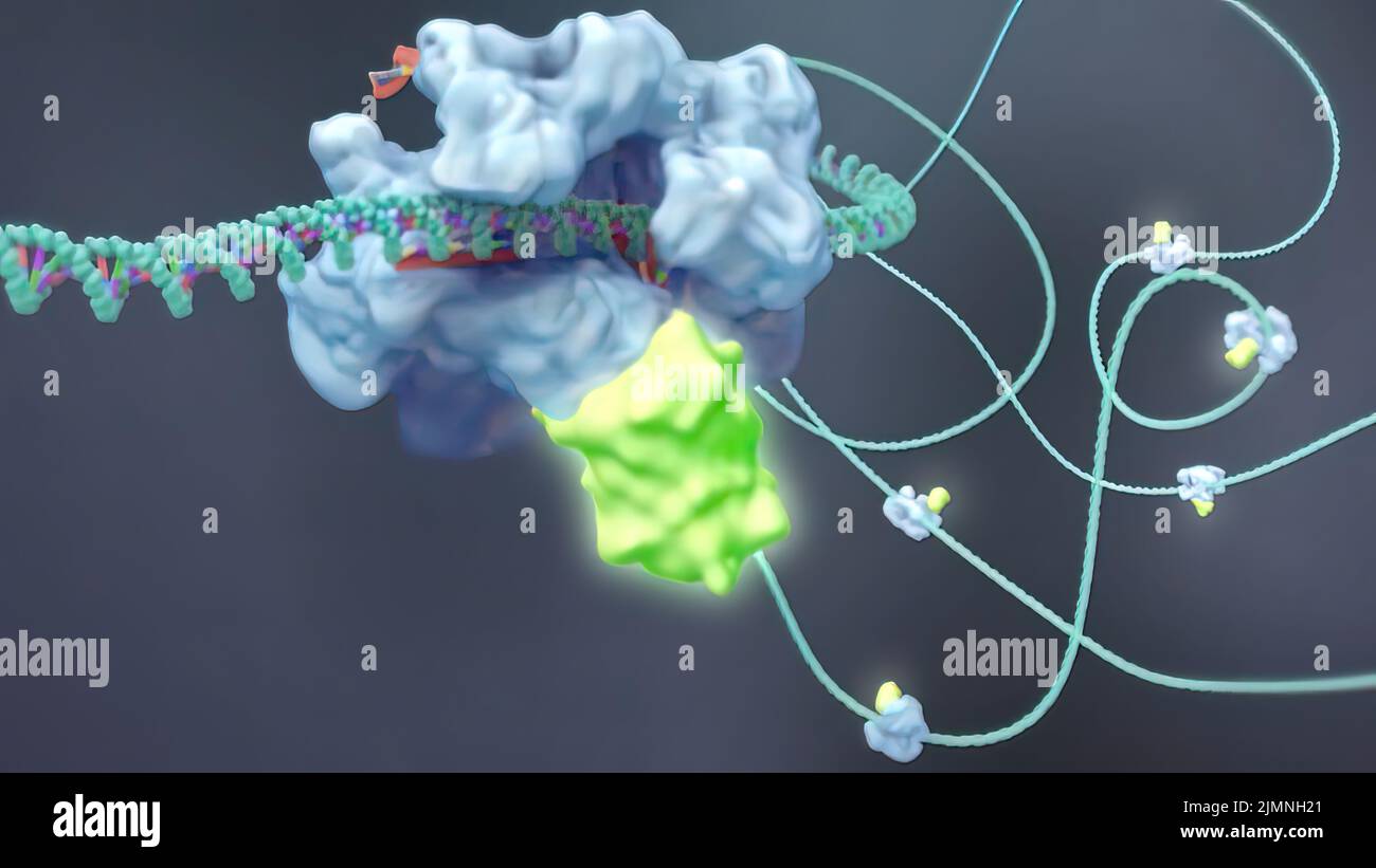 Cysteine metabolism hires stock photography and images Alamy