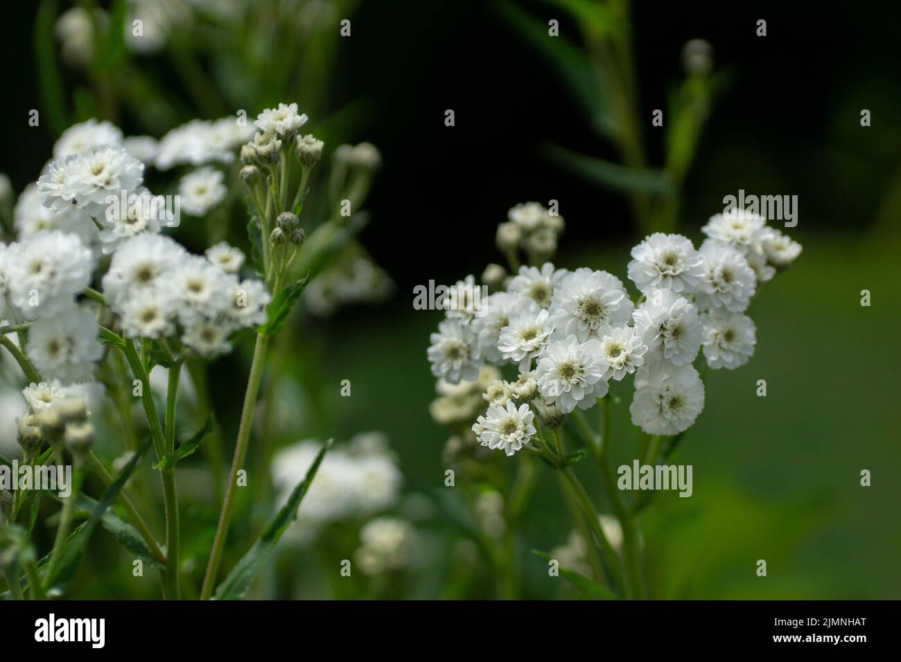 The double white flowers of Achillea ptarmica 'Boule de Neige' Stock Photo
