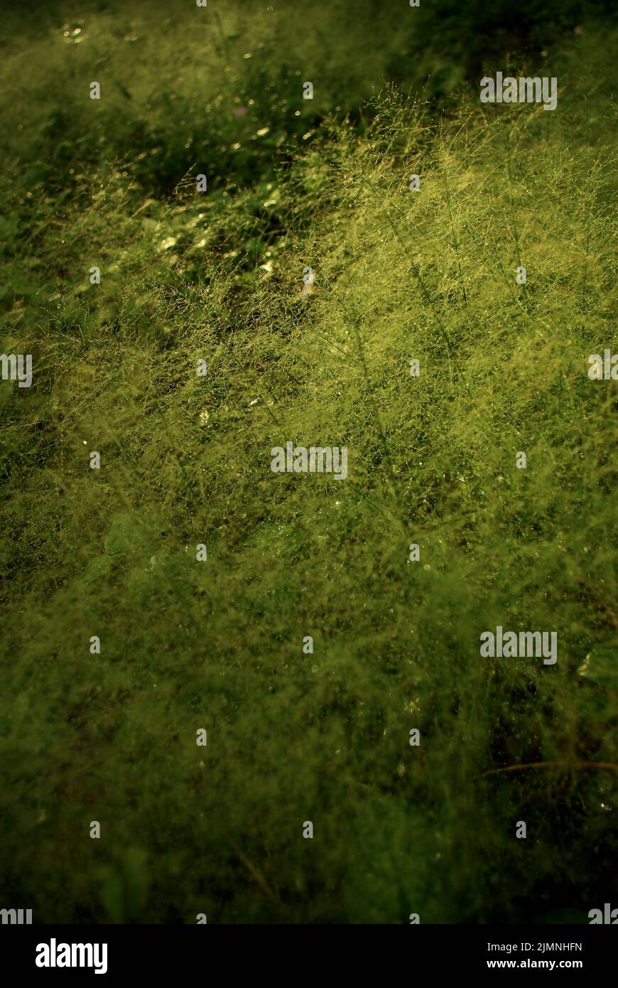 Cyrtococcum hires stock photography and images Alamy