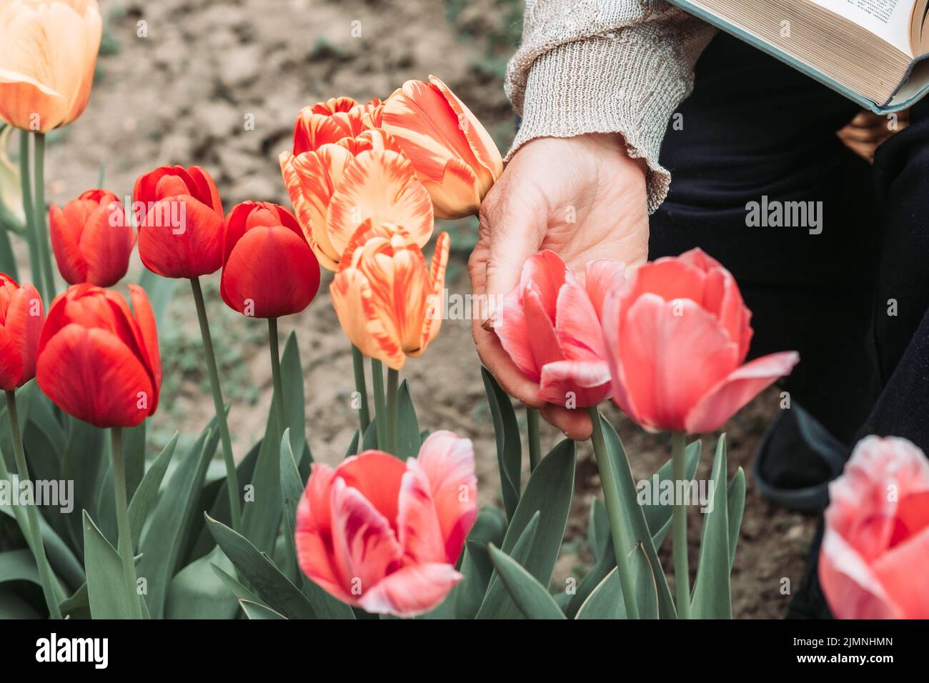 Elderly woman hand picking fresh tulips from the garden Stock Photo