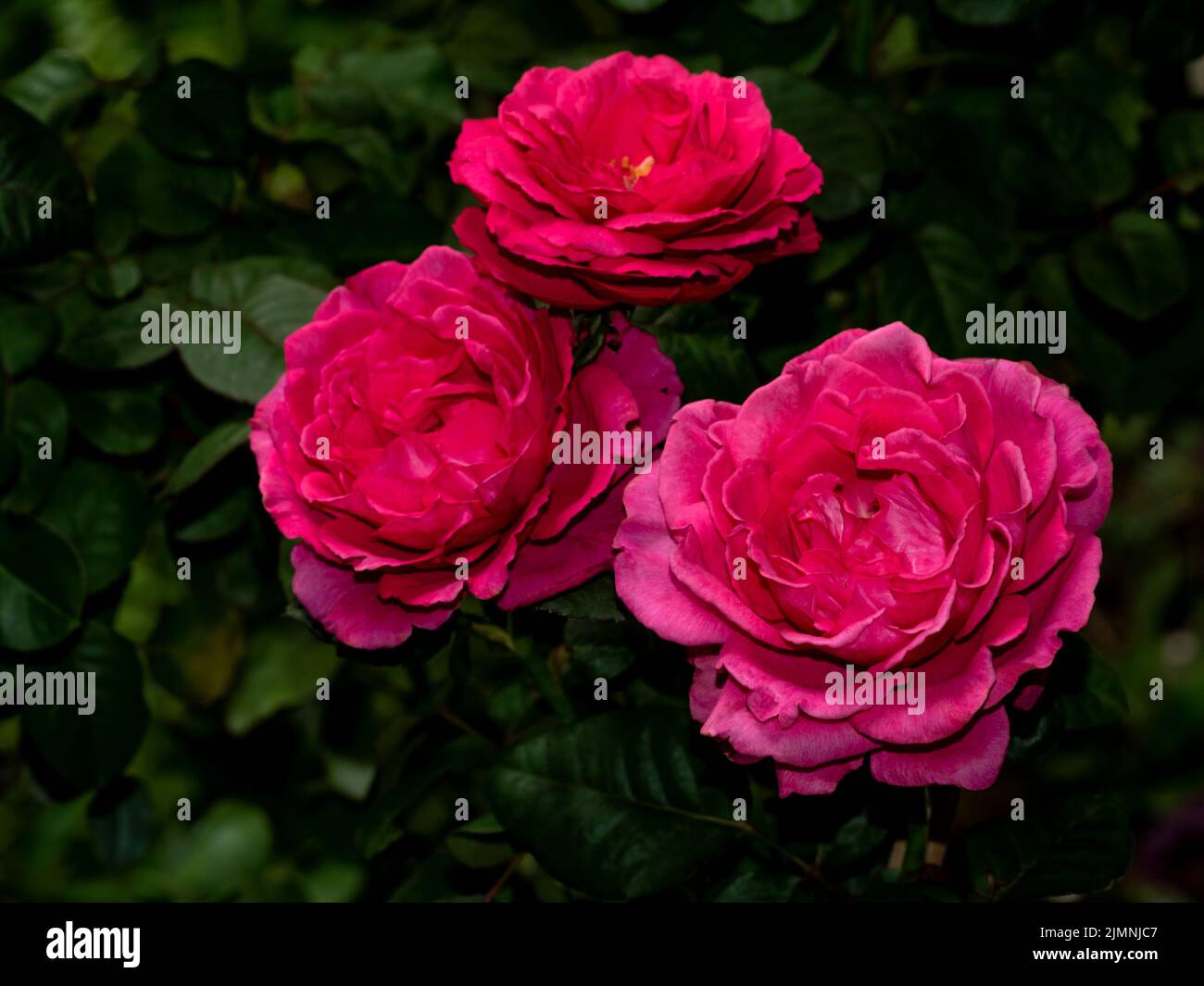 Princess kishi hi-res stock photography and images - Alamy