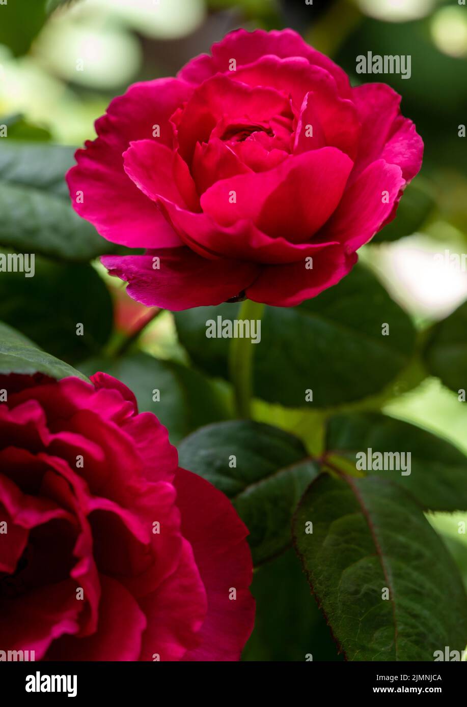 Shape and colors of Princess Kishi roses that blooming Stock Photo - Alamy