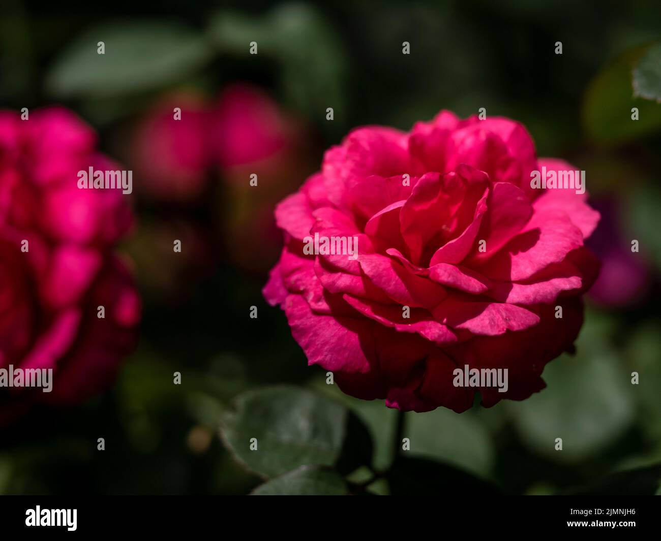Shape and colors of Princess Kishi roses that bloom in Tropical