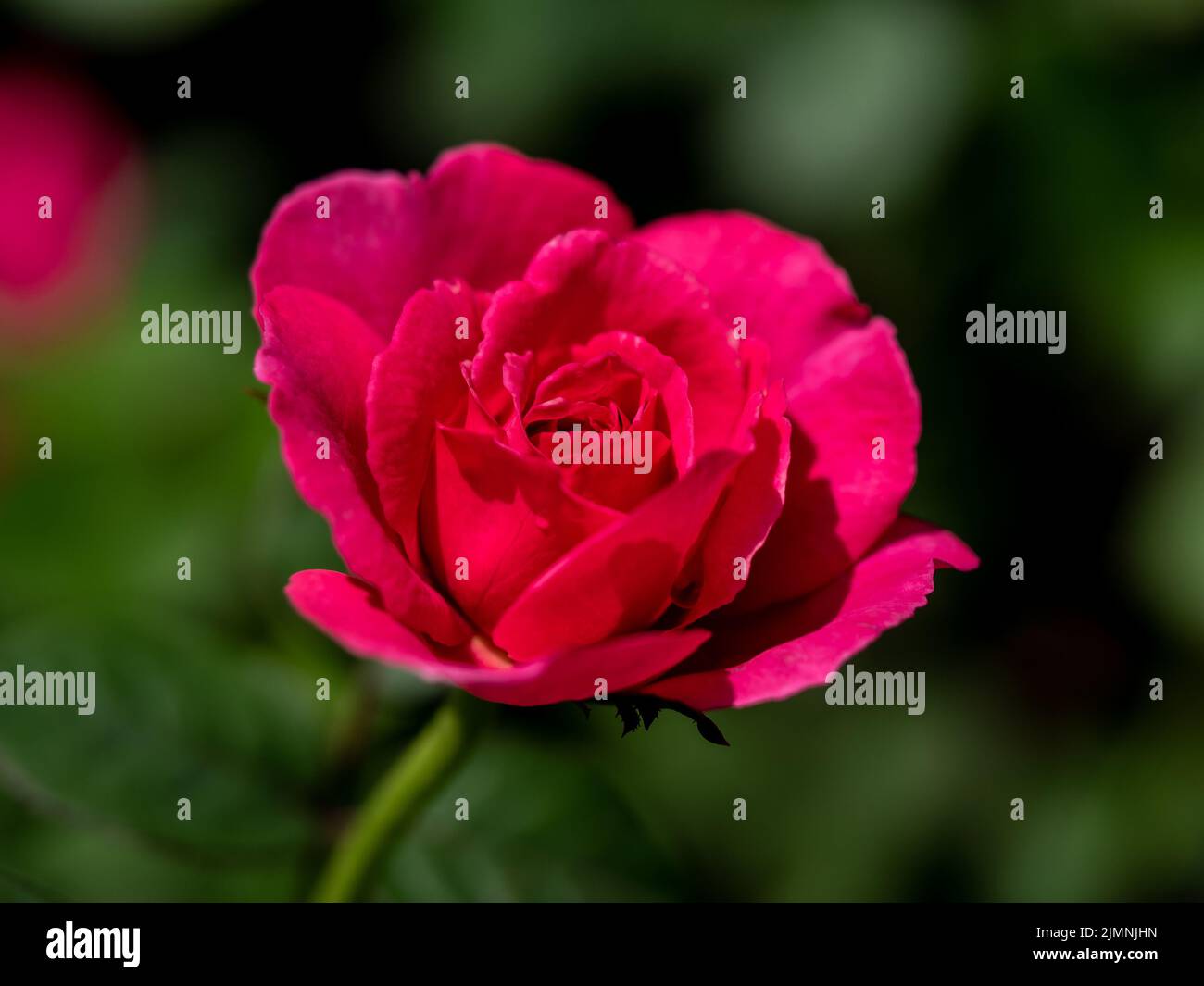 Shape and colors of Princess Kishi roses that begin to bloom Stock