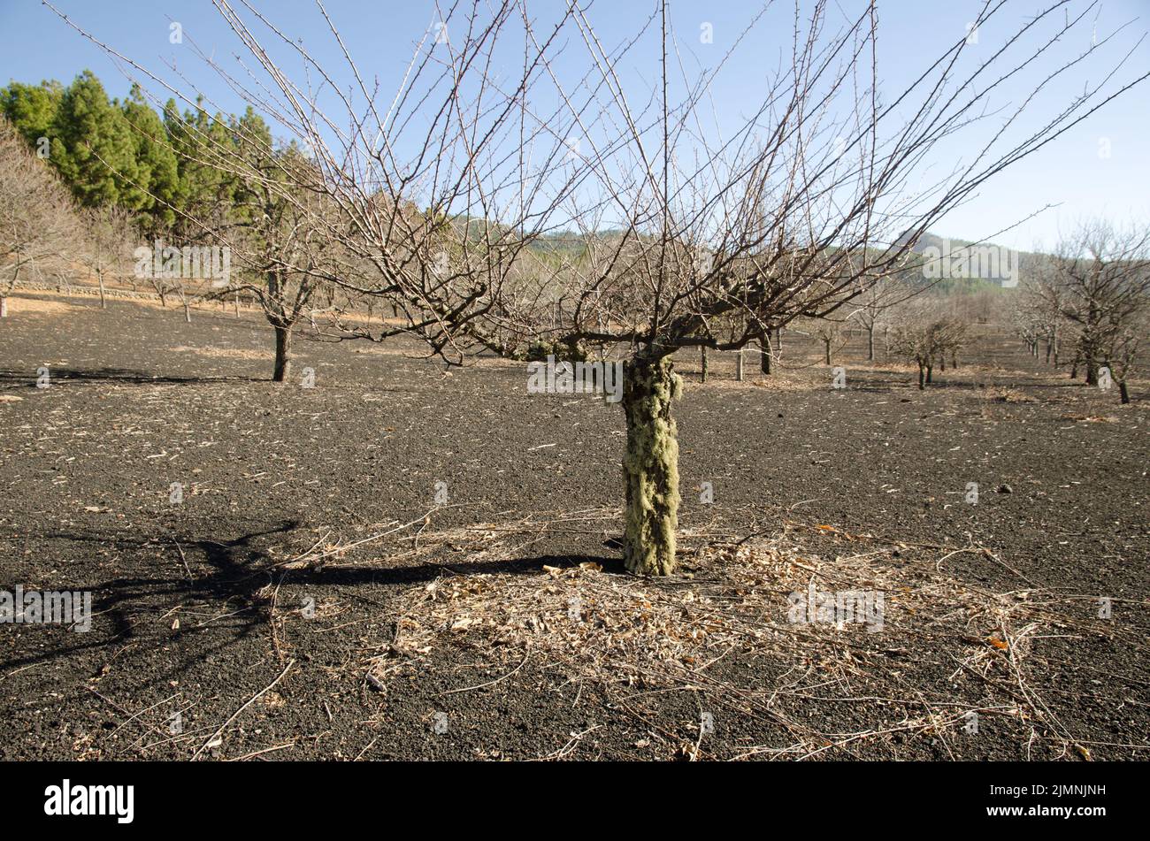 Leafless fruit tree covered with lichens. Los Llanos de La Pez. The Nublo Rural Park. Tejeda. Gran Canaria. Canary Islands. Spain. Stock Photo