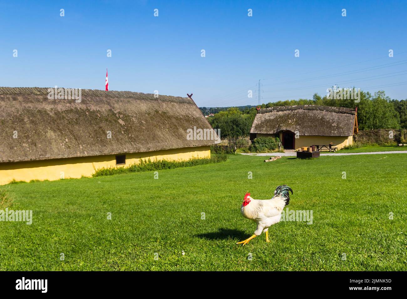 Chicken in the grass of the Viking villgae Fyrkat near Hobro, Denmark Stock Photo