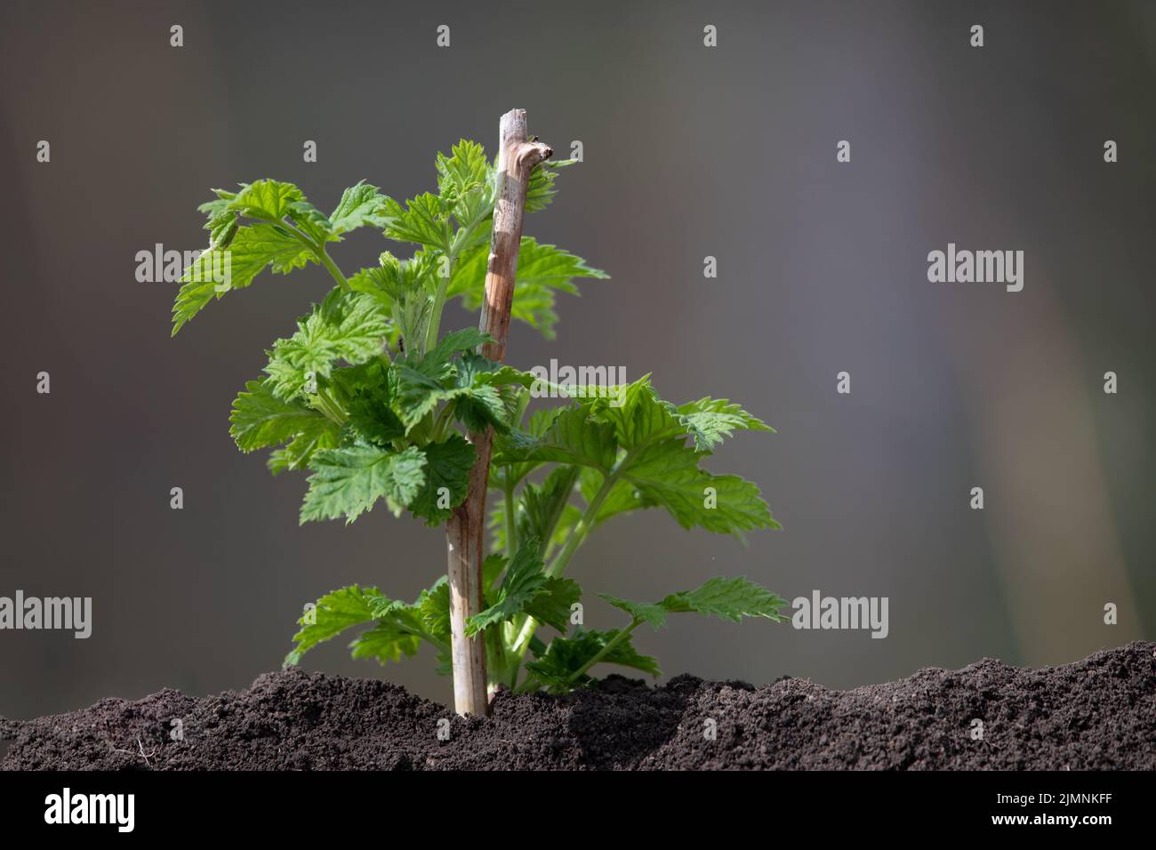 Raspberry bush in the soil closeup on a blurred background Stock Photo