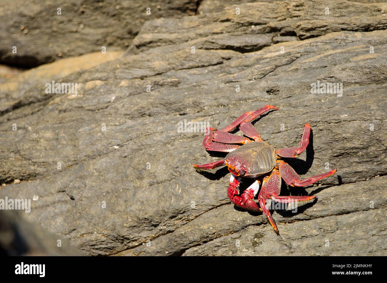 Crab Grapsus adscensionis on a rocky cliff. Quintanilla. Arucas. Gran Canaria. Canary Islands. Spain. Stock Photo