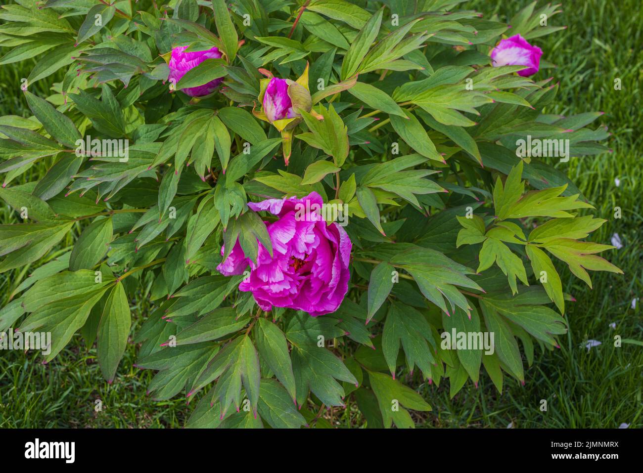 Beautiful view of gorgeous pink peony bush on green leaves background ...