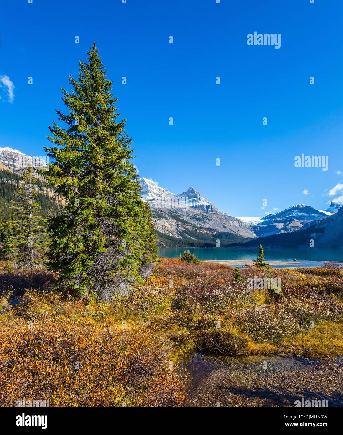 The grass around glacial lake Bow Stock Photo Alamy