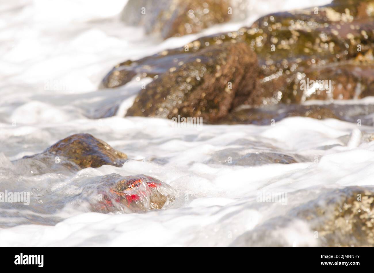 Crab Grapsus adscensionis covered by the water. Sardina del Norte. Galdar. Gran Canaria. Canary Islands. Spain. Stock Photo