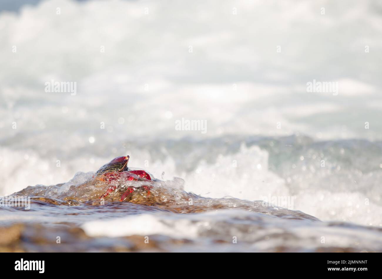 Crab Grapsus adscensionis bathed by a wave. Sardina del Norte. Galdar. Gran Canaria. Canary Islands. Spain. Stock Photo