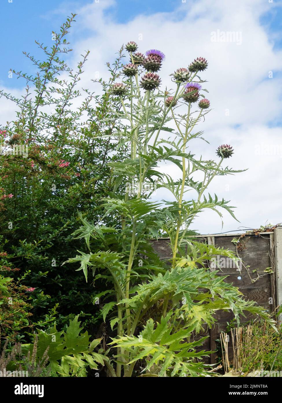 A Cardoon Cynara cardunculus also called the artichoke thistle cultivated in North Yorkshire England UK Stock Photo