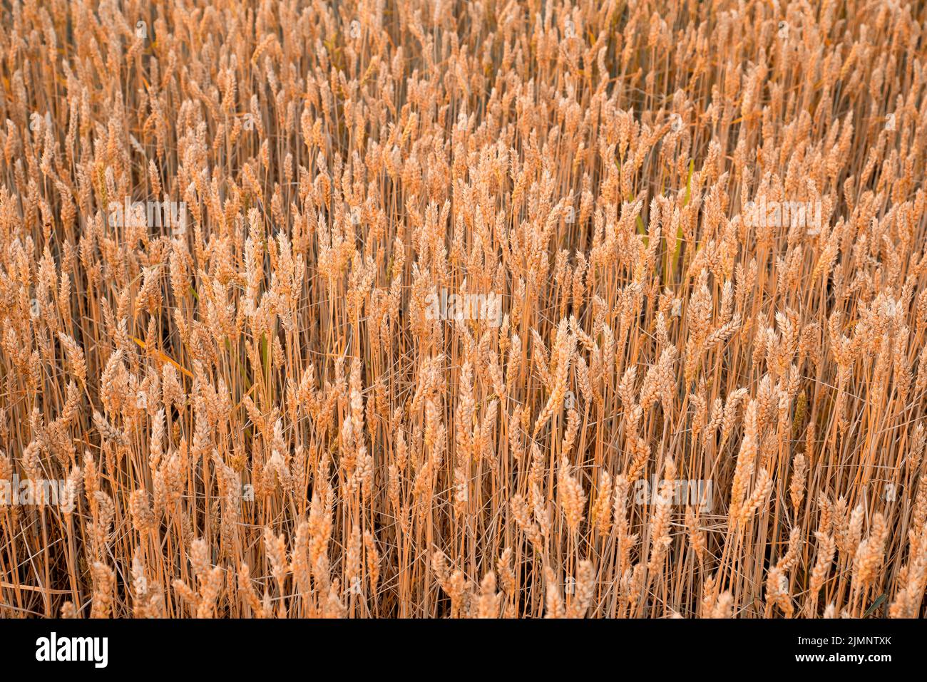 Concept of rich harvest. Wheat field ready for harvest. Stock Photo