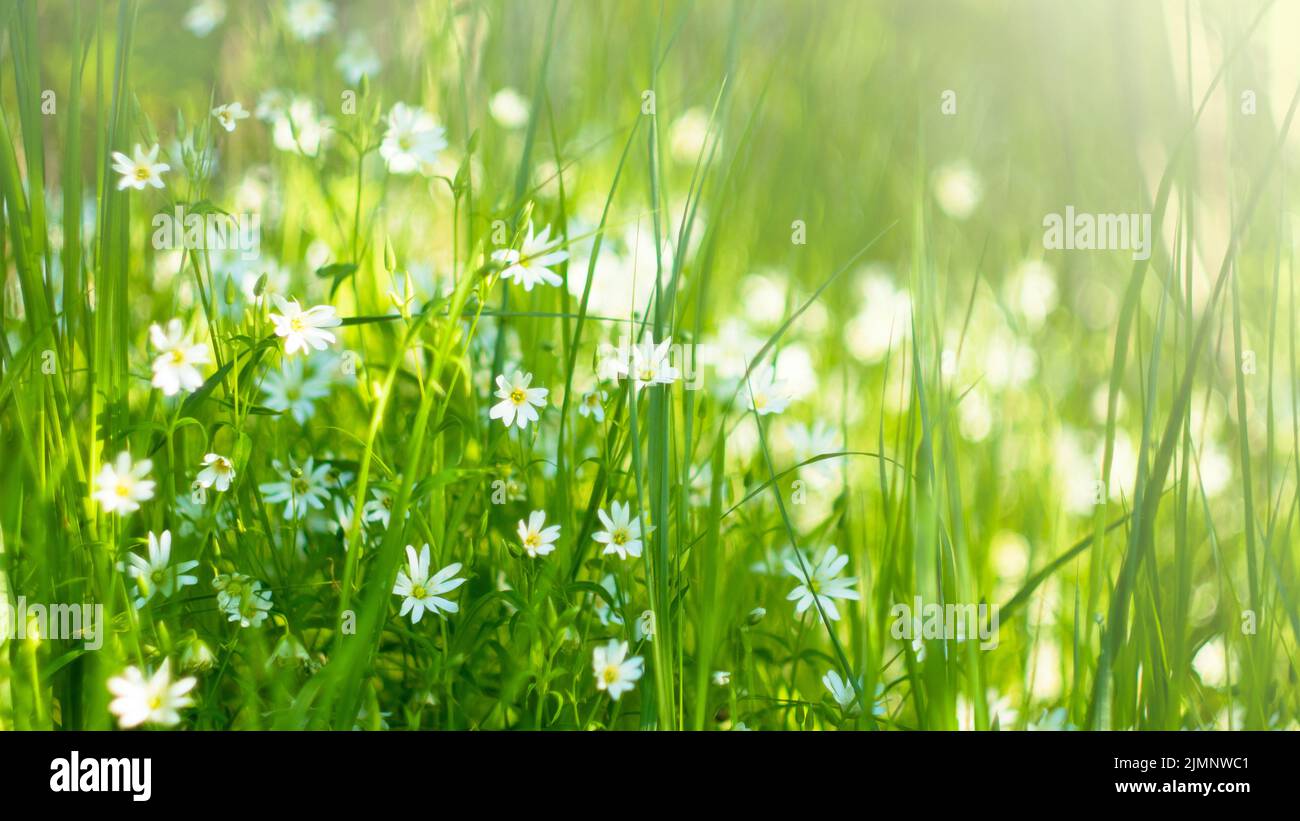 Meadow with meadow grasses and delicate white little flowers in the sunlight on a summer day. Stock Photo