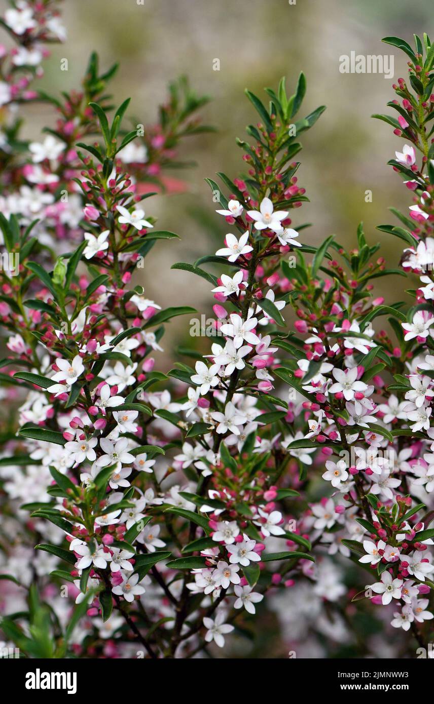 White flowers and pink buds of the Australian native Long Leaf Waxflower, Philotheca myoporoides, family Rutaceae. Winter to spring flowering Stock Photo