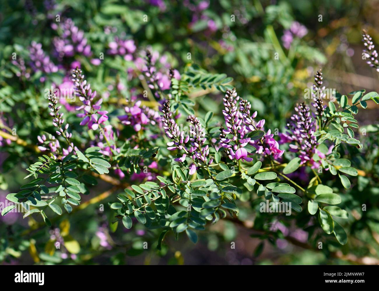 Pink purple flowers and buds of Australian native Indigo, Indigofera australis, family Fabaceae. Widespread in woodland and open forest in most states Stock Photo