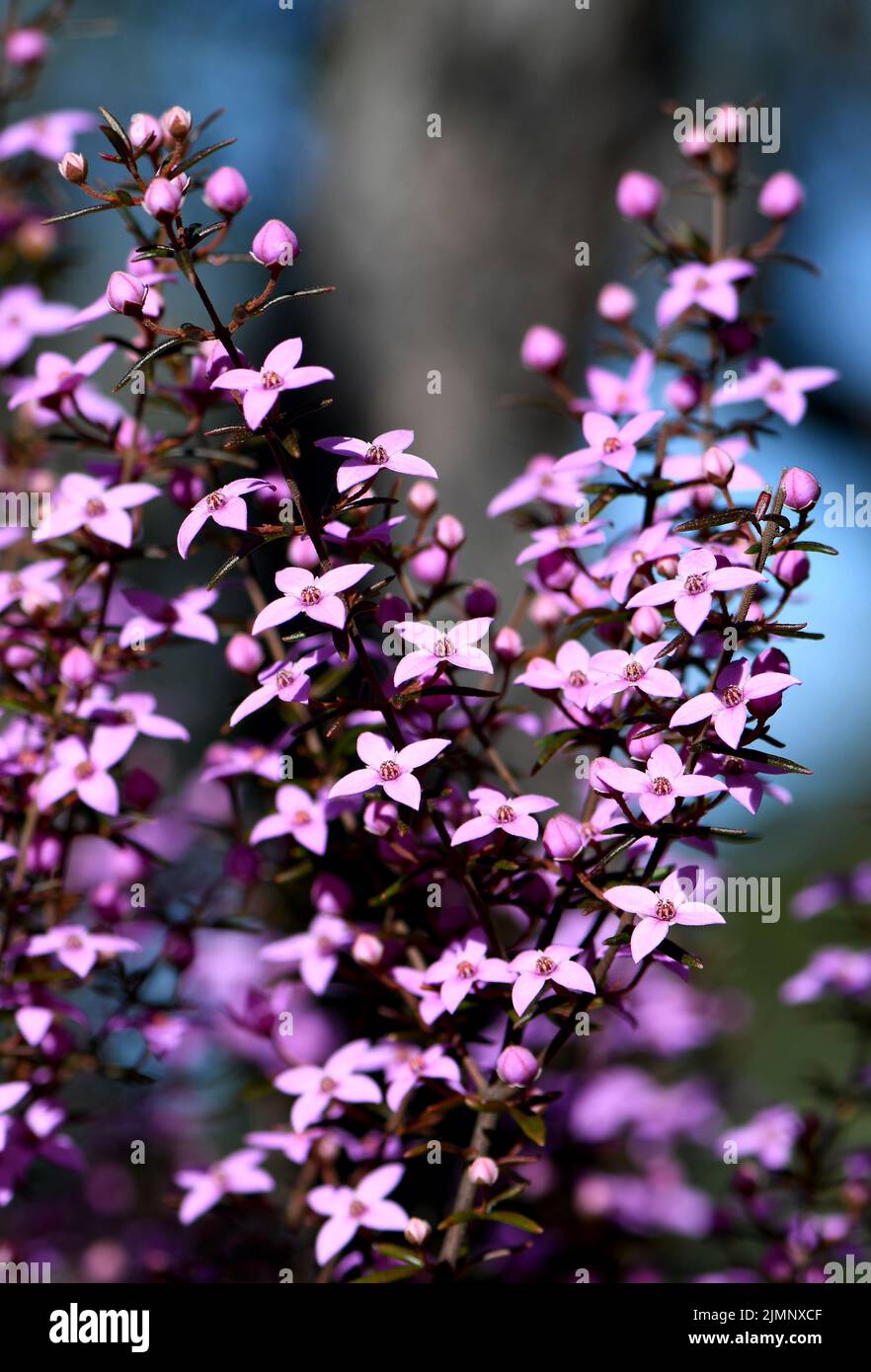 Beautiful pink flowers of the Australian native Boronia ledifolia, family Rutaceae, growing in Sydney sclerophyll forest. Winter to spring flowering. Stock Photo
