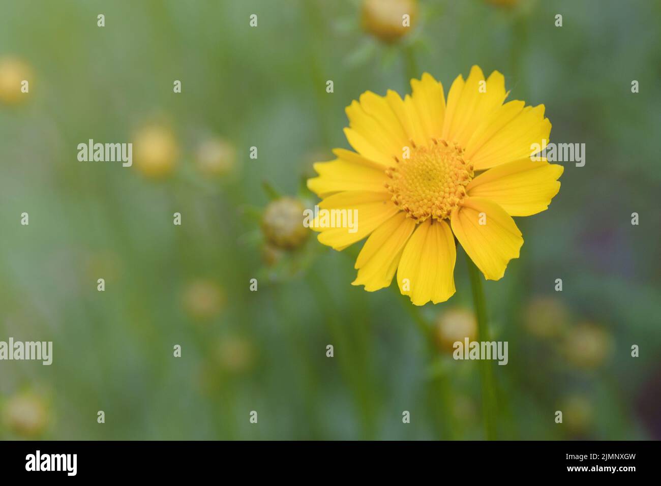 Bright yellow cosmos flowers sulfur-yellow Cosmos sulphureus. Beautiful ...