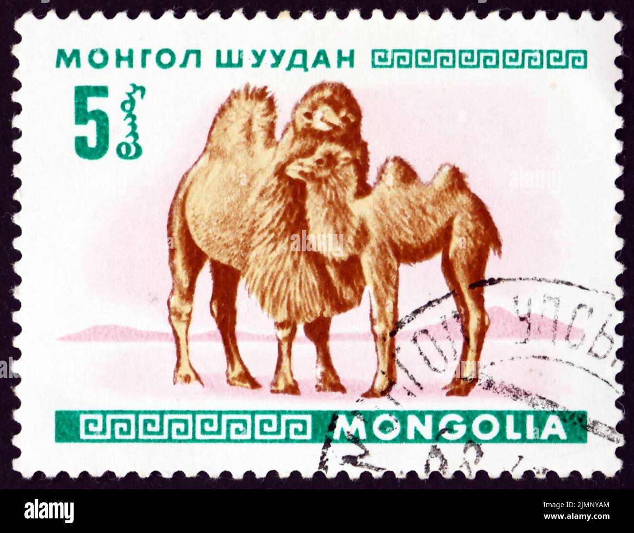 MONGOLIA - CIRCA 1968: a stamp printed in Mongolia shows bactrian camels, camelus bactrianus, is a large even-toed ungulate native to the steppes of C Stock Photo
