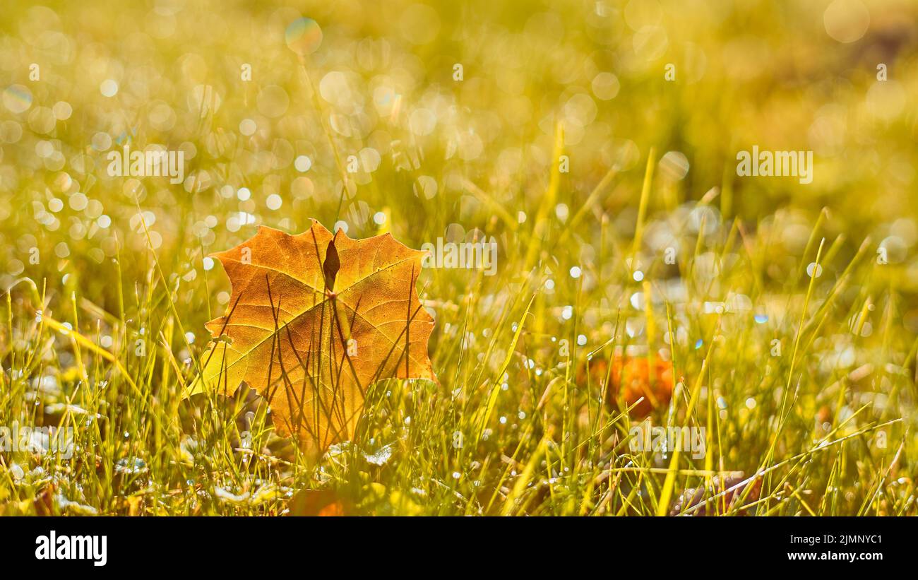 Autumn, fall banner with golden field grass, marple leaves in sunset rays Stock Photo