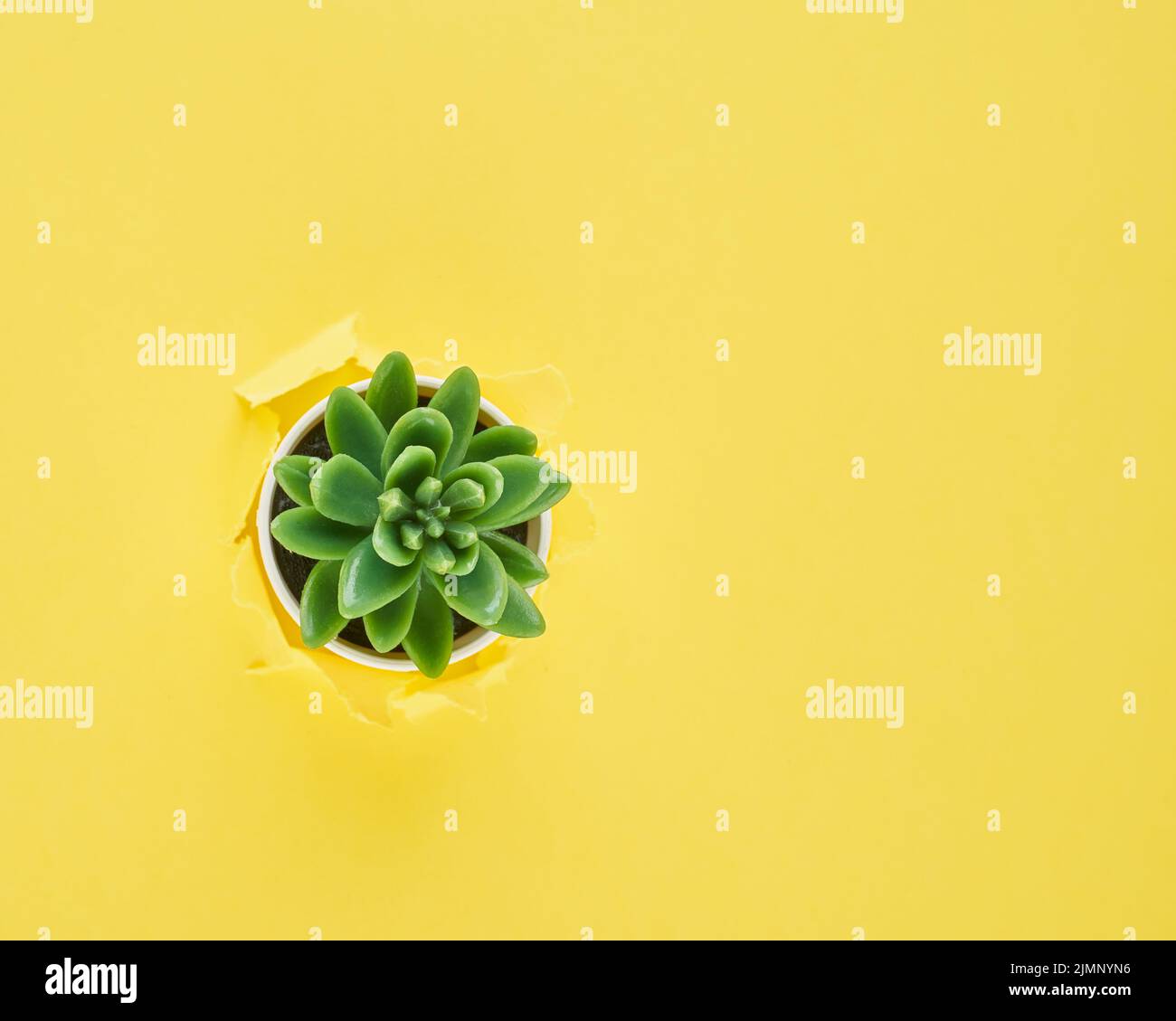 A ripped hole in yellow textured background, cactus flower pot, concept of rupted paper with copy space. Long width side banner. Stock Photo