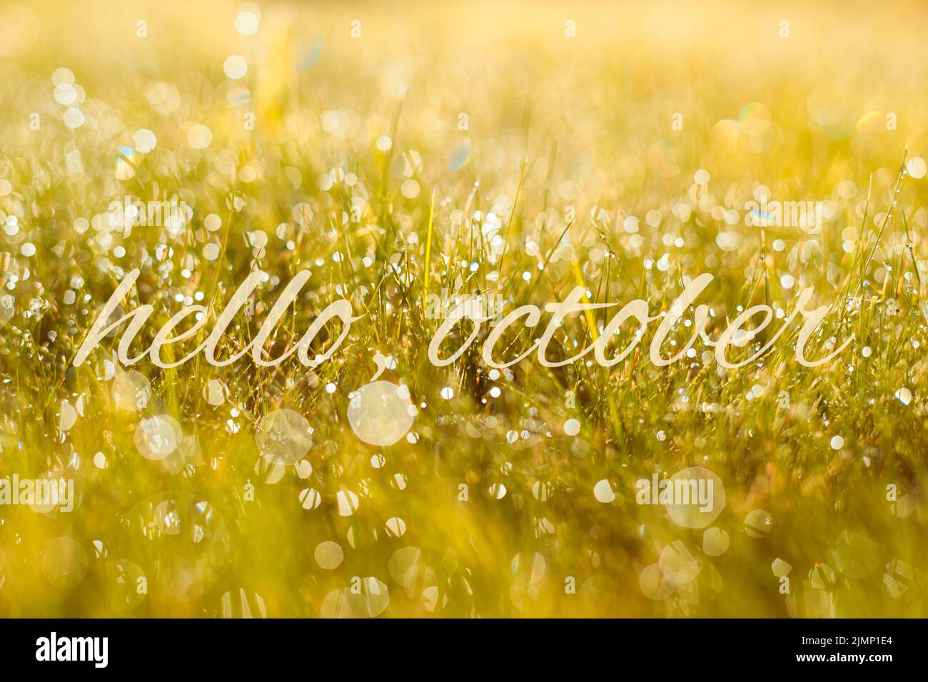 Autumn, fall banner with greeting Hello October, golden field with meadow grass, in sunset rays Stock Photo